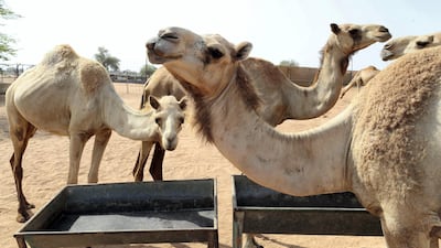 As part of Ras Al Khaimah's move towards a circular economy, centred on making the most out of natural resources, the emirate's 9,000-strong clan of camels are coming in handy. Pawan Singh/The National