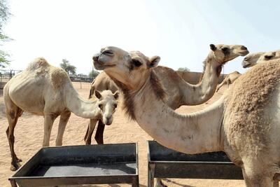 As part of Ras Al Khaimah's move towards a circular economy, centred on making the most out of natural resources, the emirate's 9,000-strong clan of camels are coming in handy. Pawan Singh/The National