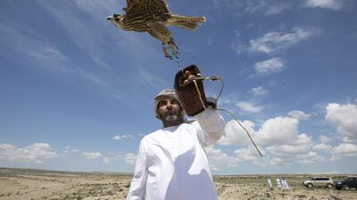 Head falconers Saif al Khaili, left, and Khamis Al Hamadi, prepare to release the falcons. It has been 21 years since the founding President Sheikh Zayed, an avid falconer, set up a conservation effort to protect the endangered birds of prey. Since then 1,726 falcons have been released back into their natural habitat, first in Pakistan, then in Iran, and back in Pakistan until the Sheikh Zayed Falcon Release Programme moved to Kazakhstan seven years ago.