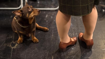 A woman stands with her Lancashire Heeler dog on the third day of the Crufts dog show at the National Exhibition Centre in Birmingham, central England. AFP