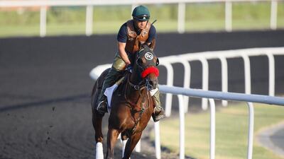 Private Zone is seen during morning gallops at Meydan racecourse, Dubai, on the 23rd of March 2013. Credit: Jake Badger for The National