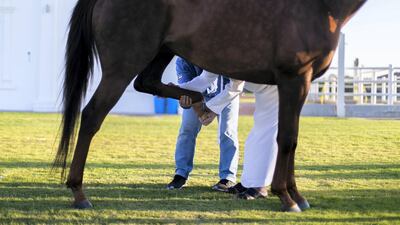 Salem bin Ghadayer inspects a horse at Fazza Racing Stables. Reem Mohammed / The National