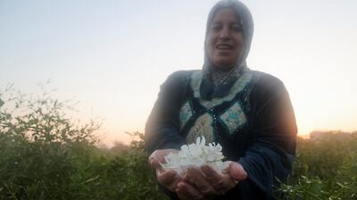 Rising temperatures, however, threaten the viability of the industry as jasmine dries out in the heat before it can reach processing centres.