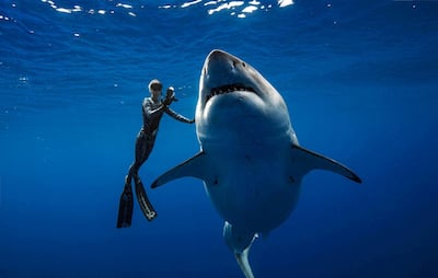 Deep Blue swims off the coast of Hawaii. @JuanSharks/@OceanRamsey/Juan Oliphant/oneoceandiving.com via Reuters