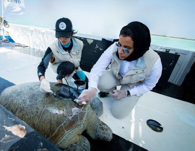 A turtle is tagged ahead of its release near Bu Tinah. Courtesy Environment Agency Abu Dhabi
