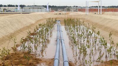 The salt-tolerant halophyte plants thrive in arid, desert conditions and do not require fresh water or arable land to grow. Any remaining wastewater passes through a cultivated mangrove, which naturally filters more of the nutrients before it is discharged back into the sea. Antonie Robertson / The National