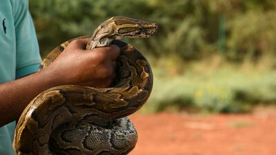 With an African rock python. While his animal rescue centre was welcomed by many supporters, Mr Salih himself tries to keep a low profile as others also have criticised his work, saying that resources should be better diverted towards Sudan's humanitarian crisis.