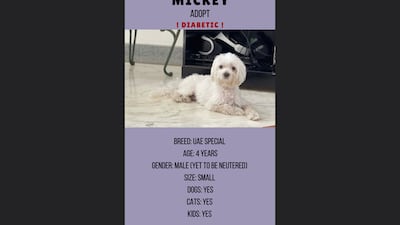 Mickey, 4, male. Photo: Furrballs