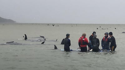 A handout photo made available by Tasmania Police on 23 September 2020 shows efforts to rescue hundreds of pilot whales stranded off Tasmania's remote west coast, at Macquarie Harbour, Tasmania, Australia. EPA
