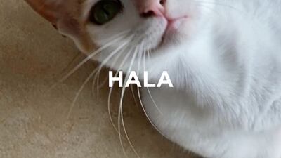 Hala, age 1, female. She loves to play with anything and everything, even if it’s simply her own shadow and tail. She is currently in a foster home with children. She is thriving in a dynamic, active household, so her ideal home would be an active one, where she can get attention from several people and be part of the action. Only-cat household, with older children