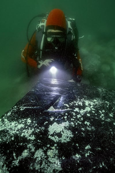 A diver reads an inscription on the rocky remains of Antirhodos. Photo: Franck Goddio/Hilti Foundation