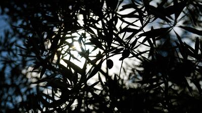 The project, called Prosperity With A Purpose, aims to link investors with real-world olive trees through blockchain tokens that represent ownership in a tangible, productive asset. AFP