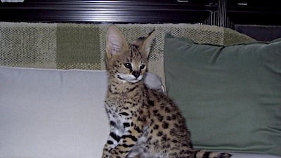 This picture of a serval, a breed of African wild cat, was sent by TM Exotics, a breeder in Thailand, to potential buyers. Courtesy TM Exotics
