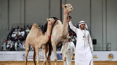 Camels are auctioned off at a starting price of Dh30,000 for female camels and Dh25,000 for males. Pawan Singh / The National