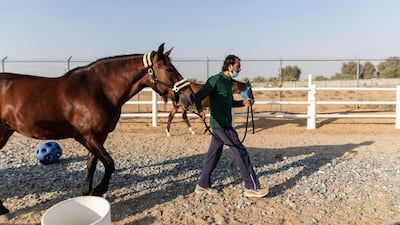 A trainer exercises a horse.