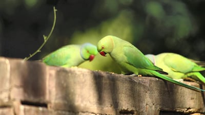 There are many theories about how parakeets, which are primarily found in south India, made it to the British capital. Unsplash