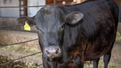 One of the gene-edited bulls created by the transAtlantic team. Washington State University