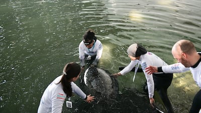 More turtles are set to arrive at the Louvre Abu Dhabi lagoon in the coming weeks
