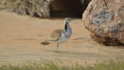Sir Bani Yas is host to 20 Houbara Bustards and conservationists are hoping some of the birds will breed. Courtesy TDIC