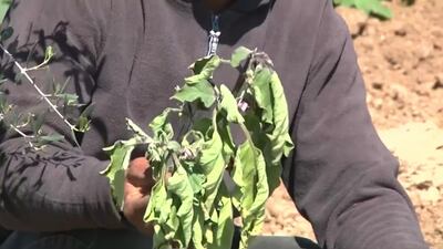 Gazan farmer Mamoun Badawi holds up damaged crops. He and other farmers in the area claim a year-long round of protests have damaged crops and land. Reuters