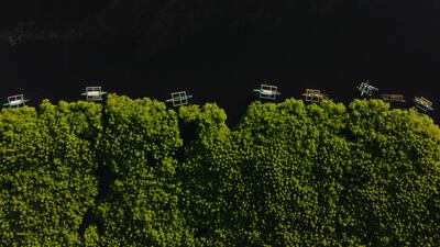 Highly Commended, Mangroves & Humans, Janos Leo G. Andanar, Philippines. Photo: Janos Leo G. Andanar / Mangrove Photography Awards