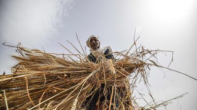 An Egyptian worker harvests wheat in Saqiyat al-Manqadi village in the northern Nile Delta province of Menoufia in Egypt. AFP