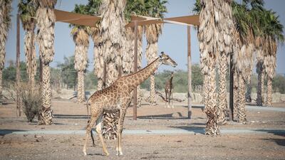Giraffes also reside here.