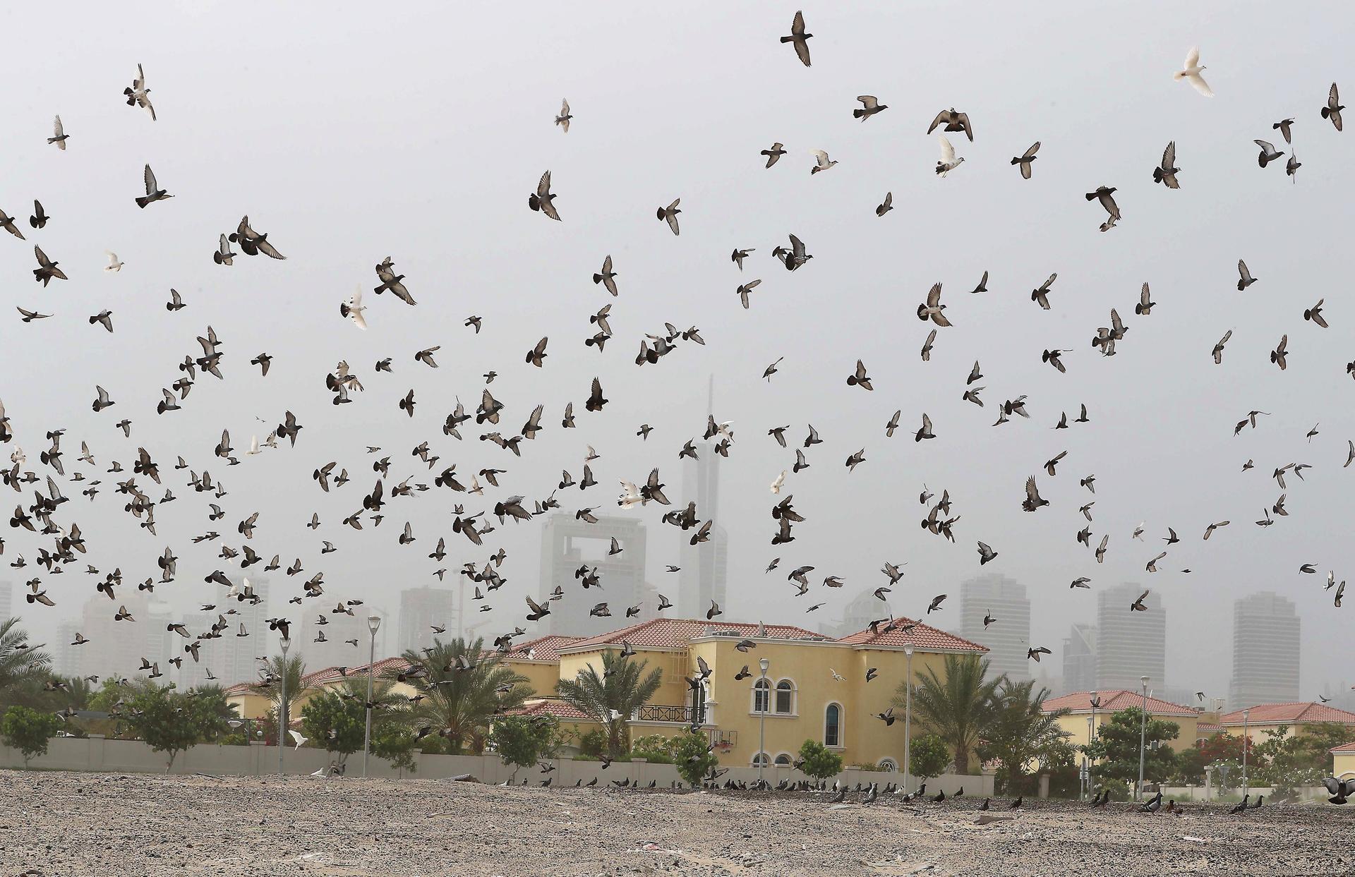 Dusty weather in Jumeirah Park, Dubai. Pawan Singh / The National