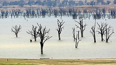 Due to severe drought, once submerged trees are exposed at Lake Hume, a reservoir straddling the Victorian-New South Wales border.