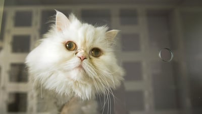 Cat kept in pet boarding at Cloud 9 Pet Hotel and Care. Khushnum Bhandari / The National