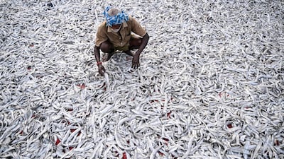 A fisherman lays his fish to dry in Chennai, India. The country's exporters have hailed its trade deal with the US. AFP