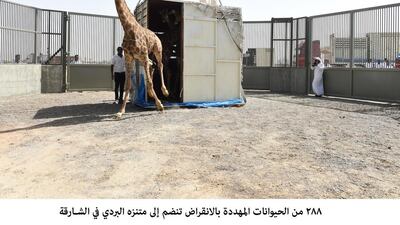 Fifteen giraffe were among 288 wild animals brought to Sharjah’s Elebriddi Wildlife Park. Photo courtesy of WAM