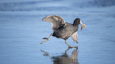 Coot on ice by Zhai Zeyu, from China, which has been Highly Commended in the 10 Years and Under category. Zhai Zeyu / Wildlife Photographer of the Year / PA