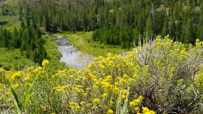 Shoshone National Forest, one of several national parks and forests in Wyoming.