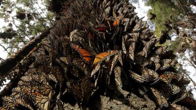 Hundreds of monarch butterflies line a tree in the Pedro Herrada butterfly sanctuary, on a mountain in the Mexican state of Michoacan in 2011. Reuters