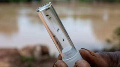 River blindness is caused by repeated bites from black flies that live near flowing water. Courtesy Ed Kashi