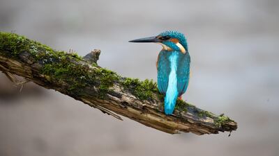 A kingfisher sits on a branch at the pond near the village of Shcharka, Belarus. Reuters