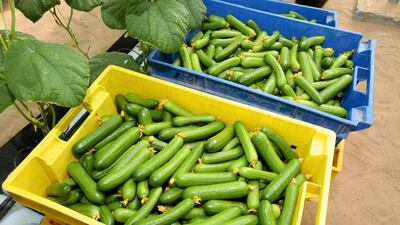 Cucumbers grown in a greenhouse in Dubai are one way the UAE ensures it has food security. Photo: Jeffrey Biteng / The National
