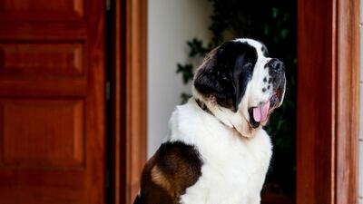 Beethoven, the St Bernard dog, head of his modelling turn. Courtesy Boujie Paws Co