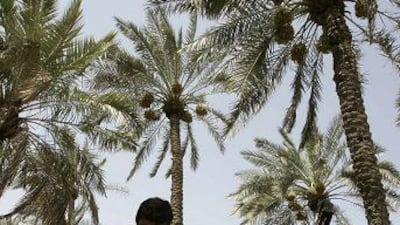 A farmer sorts dates after picking them from palm trees inside a date palm orchard south-east of Baghdad.