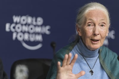 Jane Goodall will appear virtually as part of the series. EPA