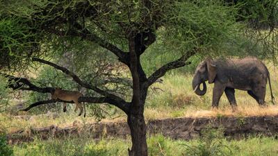 A lion rests in a tree as an elephant walks by in Tanzania's Tarangire National Park. AP Photo