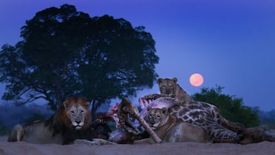 See lions stalking prey at night in the Sabi Sand Nature Reserve, South Africa. Photo: Dulini