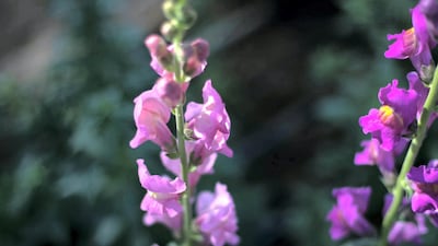 Al Mazroui begins planting from September to November and the flowers bloom throughout February until April. Reem Mohammed / The National