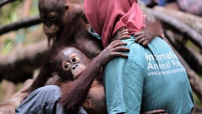 Under international pressure, Jakarta has promised action. This month an Indonesian company linked to the 2015 fires was slapped with a US$80 million fine — a record for slash and burn activities, a spokesman for the environment minister said.