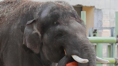 An elephant with a pumpkin in the central Zoo in Kiev. EPA