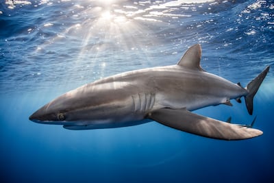 Silky shark (Carcharhinus falciformis) was the second most common kind of shark found in the analysed pet food. Photo: Getty Images