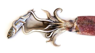 The Hunter and the Hunted by food photographer Drina Cabral. Courtesy of Drina Cabral