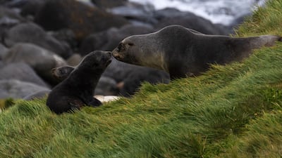 A fur seal and her pups on Desolation Island. Killer whales have been observed preying upon the seals
