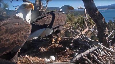 Two bald eagles stand by eggs in a nest at Big Bear Lake, California, USA. Friends of Big Bear Valley via AP